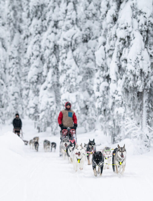 Husky-Kurztrip nach Kiruna