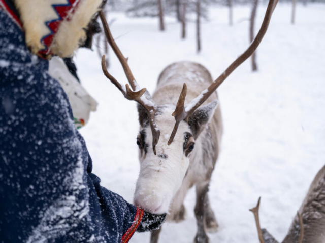 Rentier und Sami © Klaudia Marton, Malangen Resort