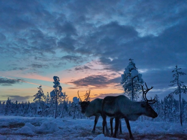 Rentiere in Lappland © Lapland Guesthouse