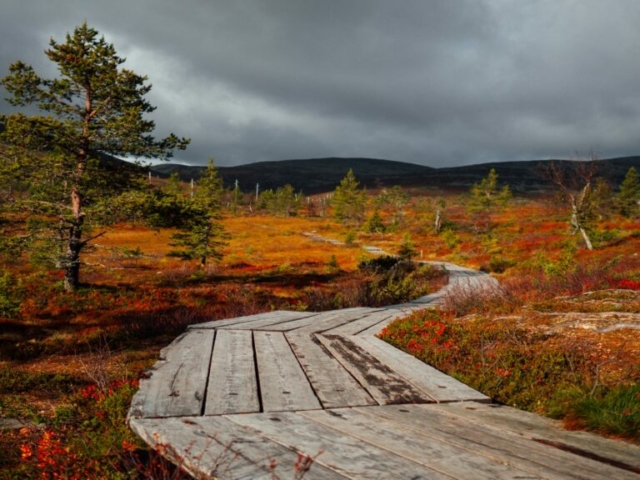 Herbstfarben in Finnisch Lappland© Julia Kivelä, Visit Finland