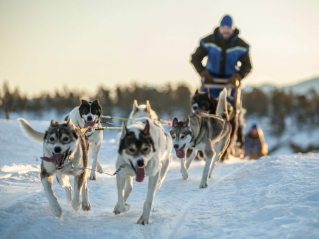 Huskytour © Klaudia Marton, Hundekj├©ring, Malangen Resort