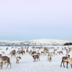 Rentiere bei Tromsø © Tromsø Villmarksenter