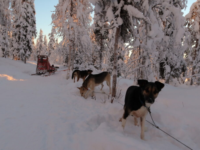 Huskytour in Lappland © Lapland Guesthouse