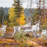 Neugierige Rentiere © Julia Kivelä, Visit Finland
