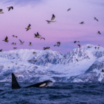 Orca im Fjord © Ismaele Tortella - Visit Norway