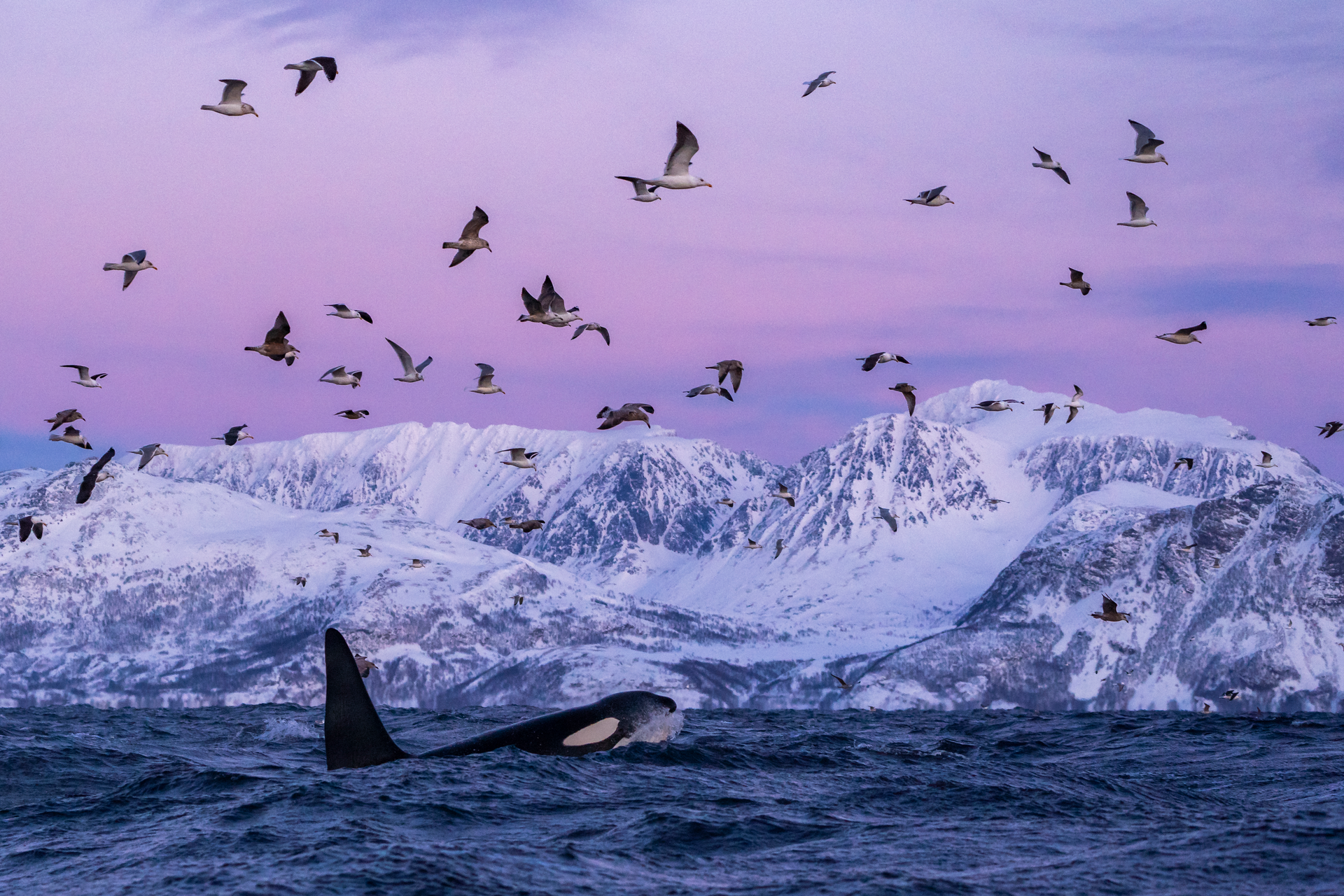 Orca im Fjord © Ismaele Tortella - Visit Norway