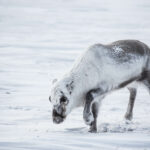 Rentier Spitzbergen © Charlotte Sandmo / Hurtigruten Svalbard