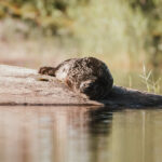 Saimaa Ringelrobbe am Saimaa See © Visit Saimaa