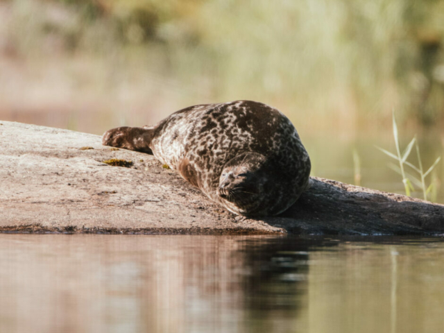 Saimaa Ringelrobbe am Saimaa See © Visit Saimaa