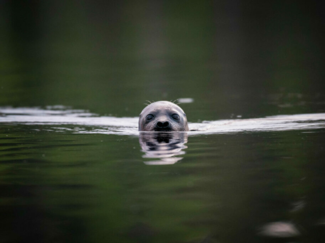 Saimaa Robbe am Saimaa See © Visit Saimaa