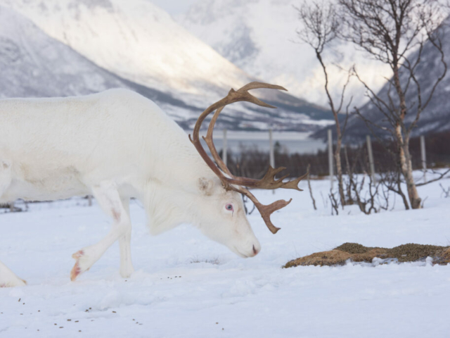 Sami Kultur Nordnorwegen © VisitNorway.com