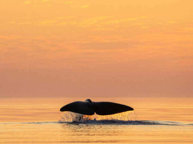 Walflosse © Ismaele Tortella - Visit Norway