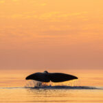 Walflosse © Ismaele Tortella - Visit Norway