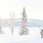 Sami und Rentier © Anna Öhlund/imagebank.sweden.se