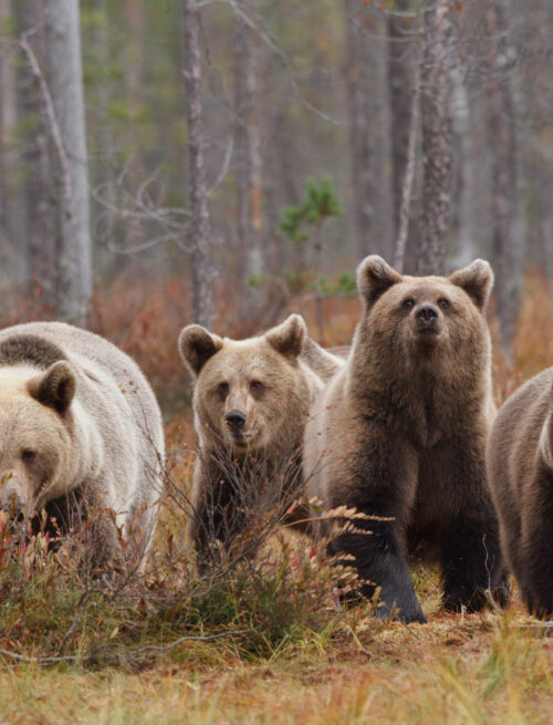 Braunbären in freier Wildbahn