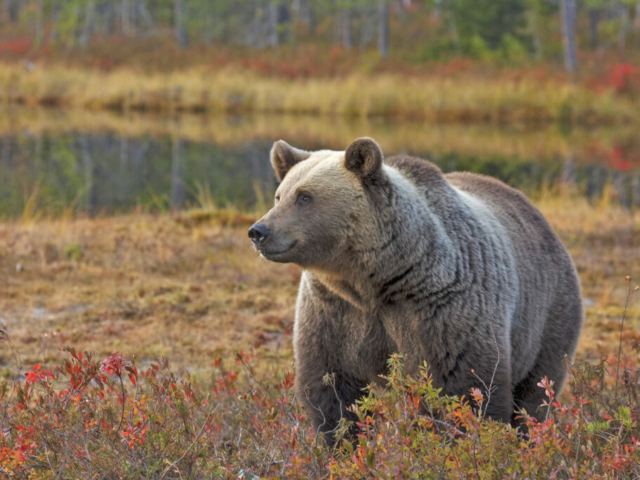 Bär im Taiga Wald Finnland © Bear Center Lentiira Finland