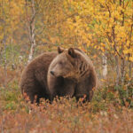 Bär im Taiga Wald Finnland © Bear Center Lentiira Finland