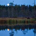 Bär im Mondschein © Bear Center Lentiira Finland