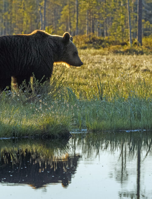 Wolf und Bär hautnah