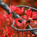 Herbst in Inari © Visit Inari