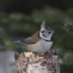 Vogelbeobachtung © Bear Center Lentiira Finland