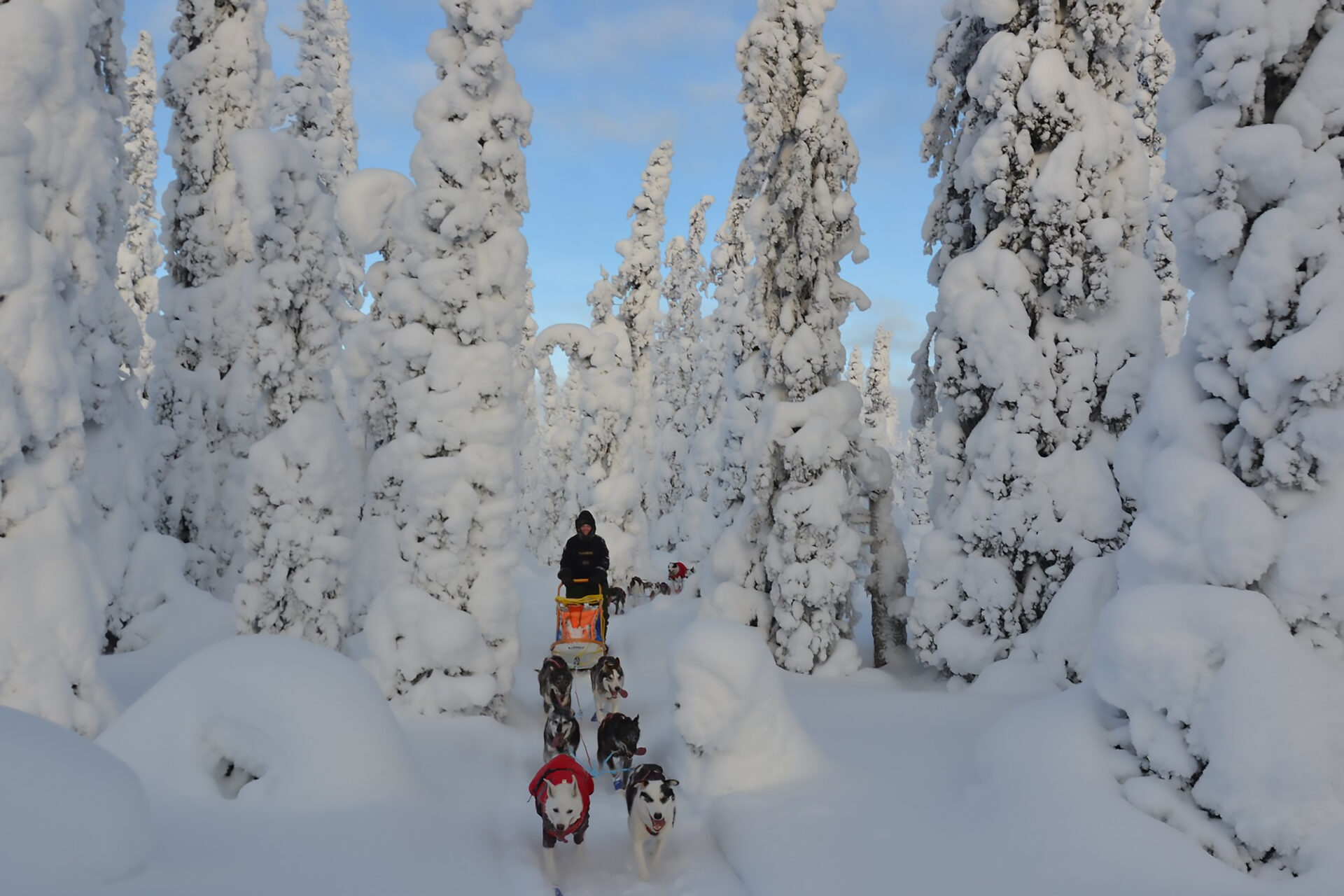 Husky-Safari in Schwedisch Lappland © Swedish Lapland