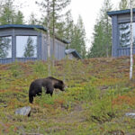 Bärenbeobachtung Finnland © Bear Center Lentiira Finland