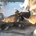 Huskykindergarten © Snowtrail Lotti