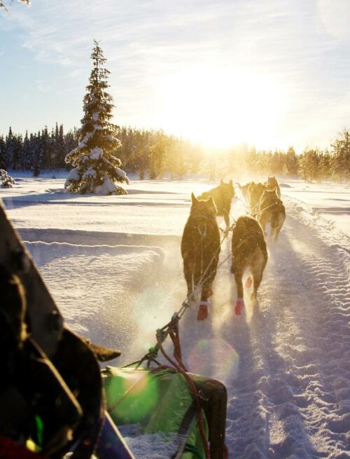 Erlebnisurlaub in Schwedisch Lappland