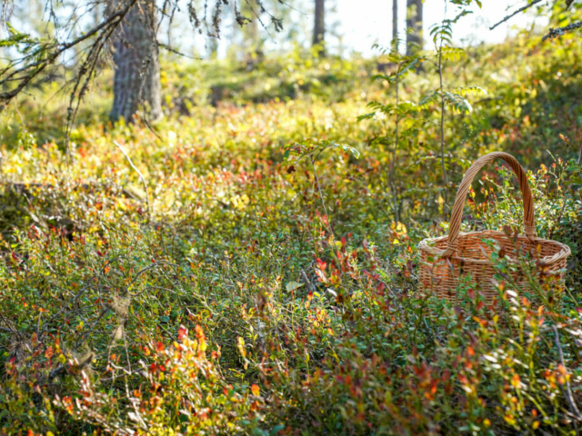 Hebst in Schwedisch Lappland © Emmie Bolmstedt, imagebank.sweden.se