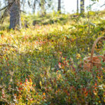 Hebst in Schwedisch Lappland © Emmie Bolmstedt, imagebank.sweden.se