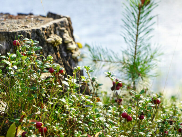 Hebst in Schwedisch Lappland © Emmie Bolmstedt, imagebank.sweden.se