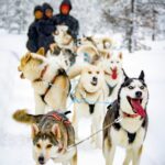 Husky-Safari in Schwedisch Lappland © Lapland Lodge