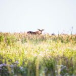 © Haparanda Sandskär, Linnéa Isaksson