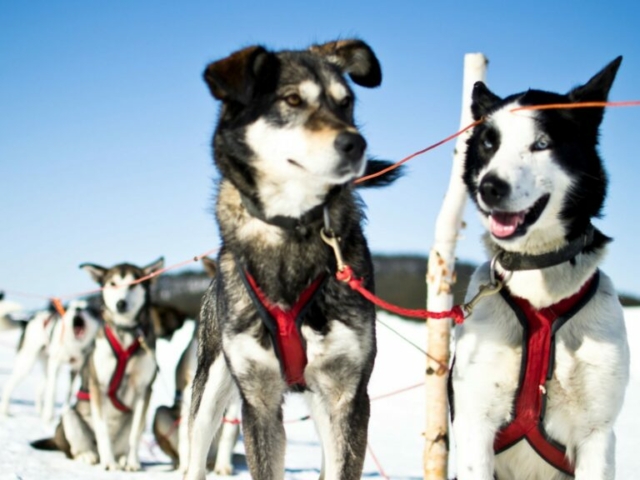 Husky-Safari © Martin Smedsen, ICEHOTEL www.icehotel.com