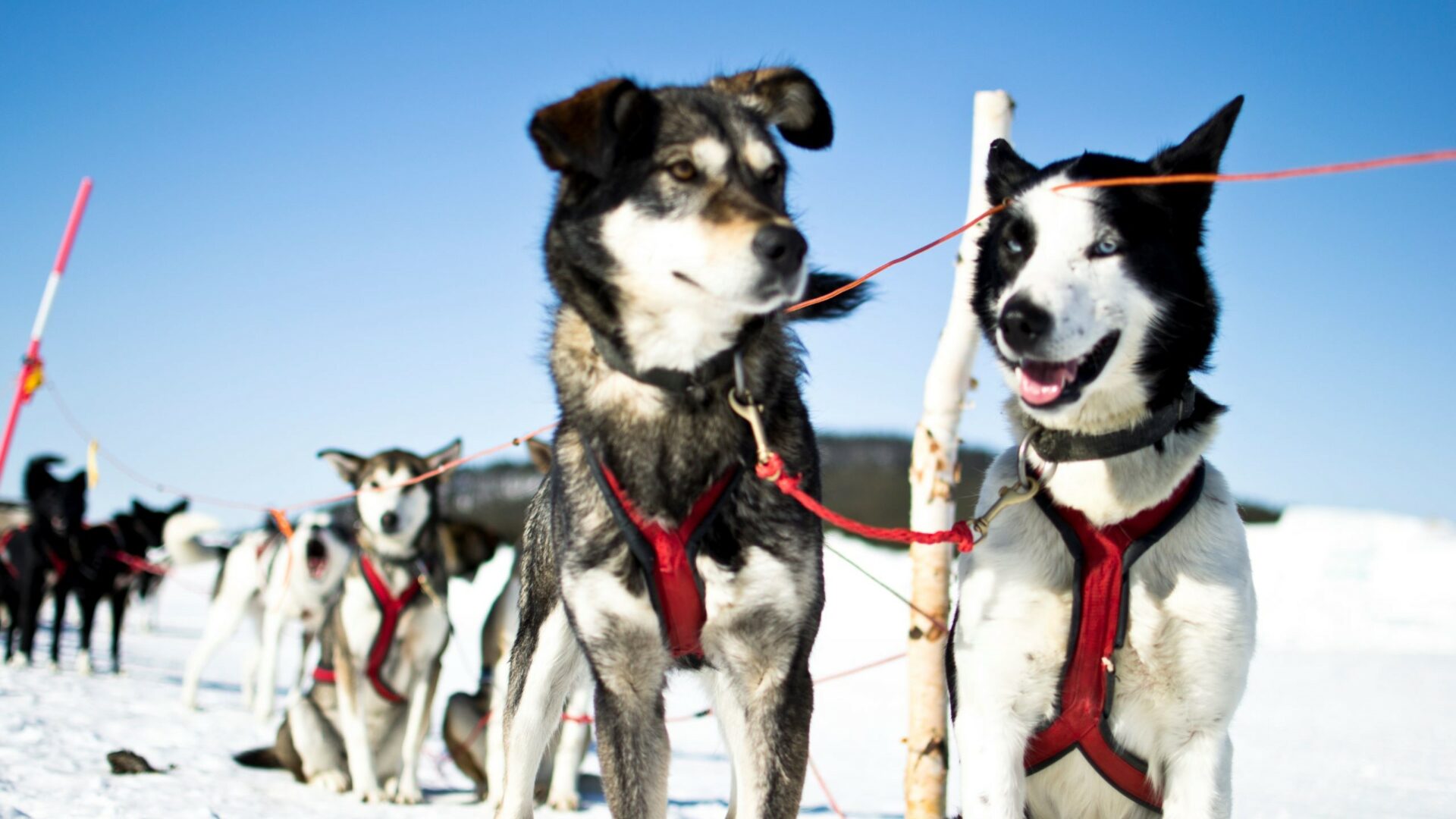 Husky-Safari © Martin Smedsen, ICEHOTEL www.icehotel.com