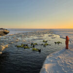 Eisbrecher Sampo © Kemi Tourism Ltd., Sampo