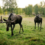 © Sara de Basly/imagebank.sweden.se