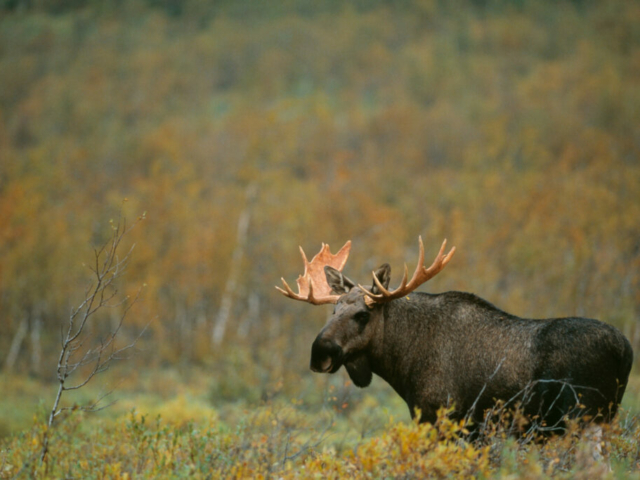 Elch in Schweden © Staffan Widstrand, imagebank.sweden.se