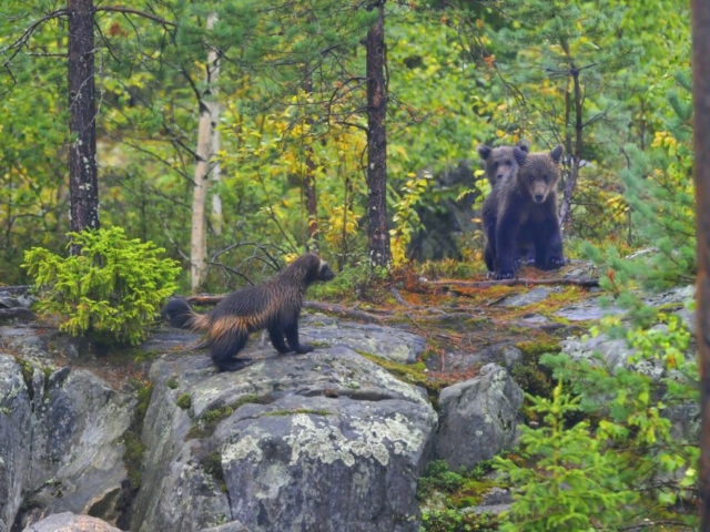 Wolverine und Bärenjunge in freier Wildbahn © Bear Center Lentiira Finland