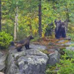 Wolverine und Bärenjunge in freier Wildbahn © Bear Center Lentiira Finland