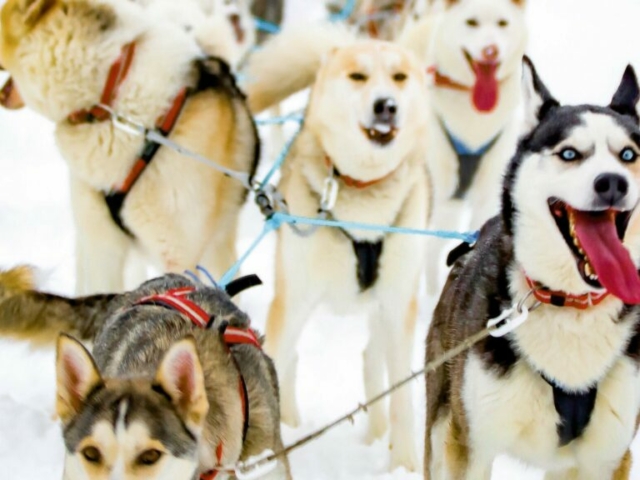 Husky-Safari © Lapland Lodge