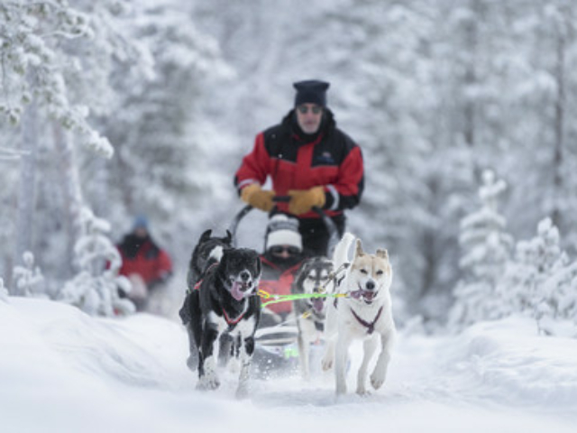 Hundeschlittentour © Hotelli Ivalo