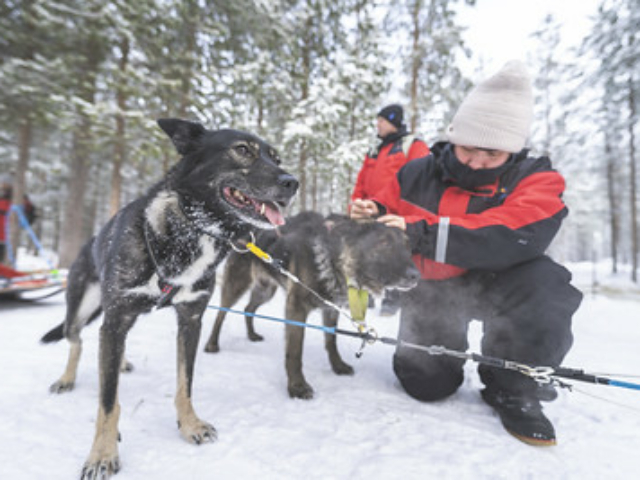 Huskys © Hotelli Ivalo