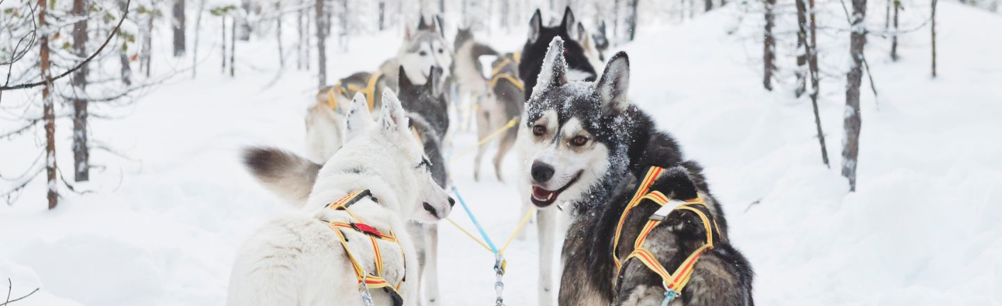 Schlittenhunde © Anna Öhlund/imagebank.sweden.se