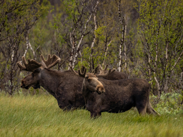 Elche in Norwegen © Lene Pedersen - Dovre & Lesja Aktiv