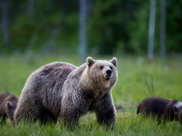 Bären in freier Wildbahn © Mikko Kiviniemi/Visit Finland