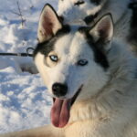 Husky Tour Schwedisch Lappland © Jukkasjärvi Vildmarksturer