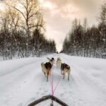 Huskytour Nordwegen im Winter © Arctic Panorama Lodge
