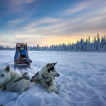 Husky Tour Schwedisch Lappland © Jukkasjärvi Vildmarksturer